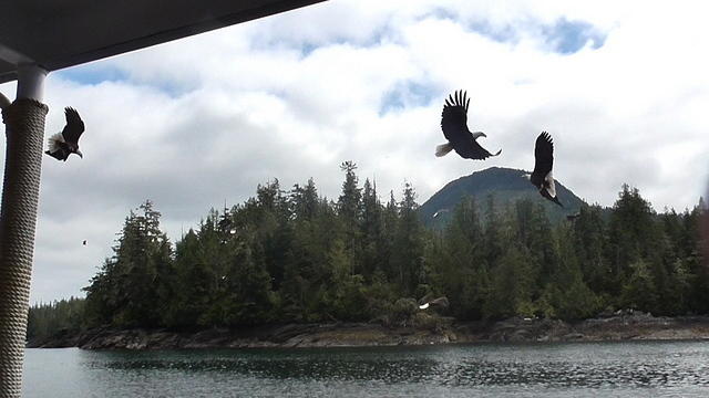 Bald Eagles - Ketchikan