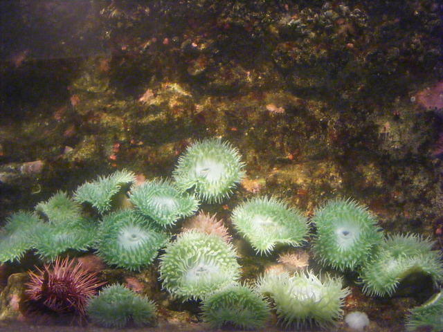 Seattle Aquarium