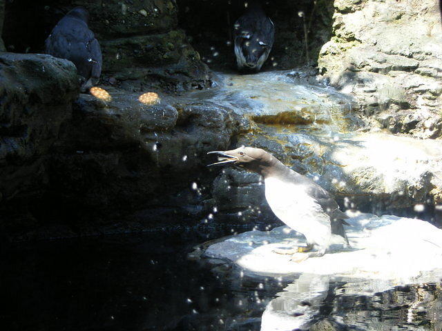 Seattle Aquarium