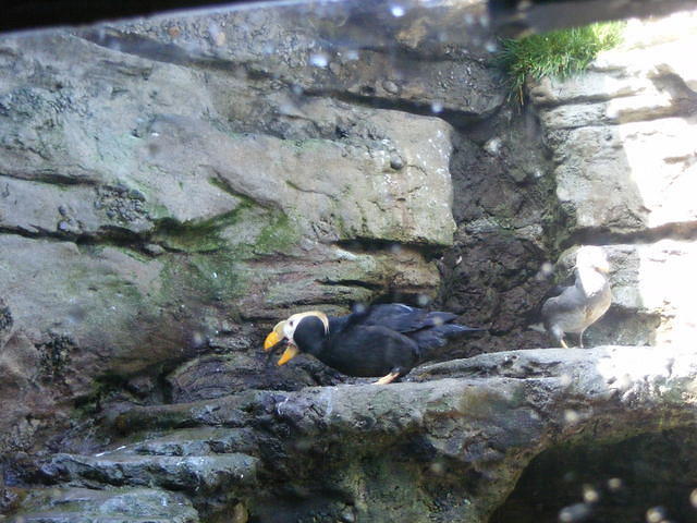 Tufted Puffin