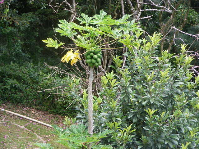 Valley of the Temples - Oahu