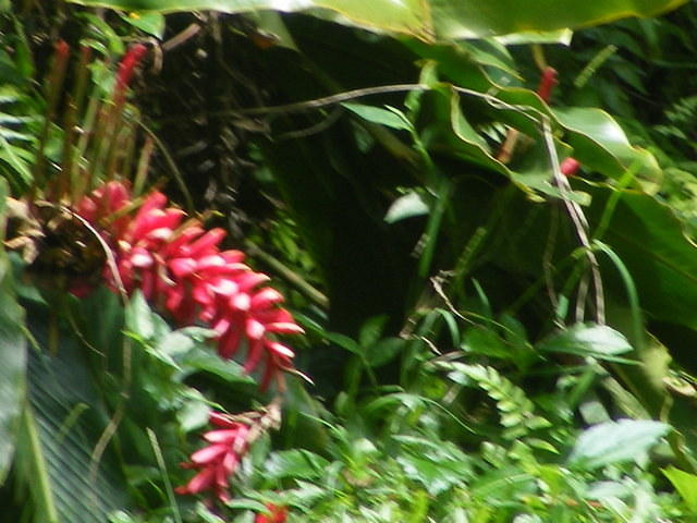 Valley of the Temples - Oahu