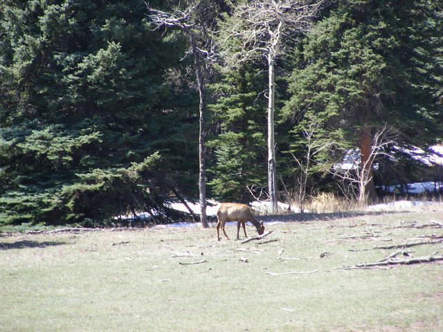 Elk - Rocky Mountain Park, CO