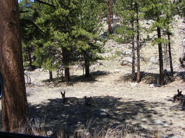 Mule Deer - Rocky Mountain Park, CO