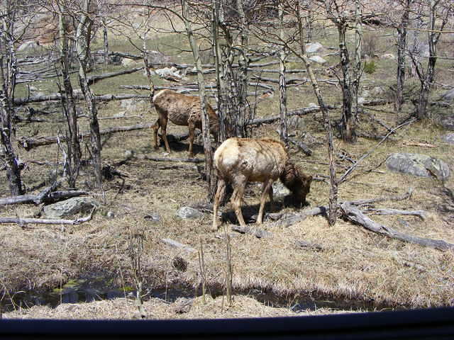 Elk - Rocky Mountain Park