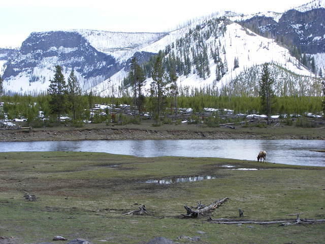 Yellowstone NP
