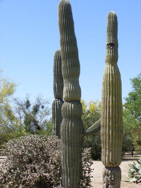 Old Tucson Studios