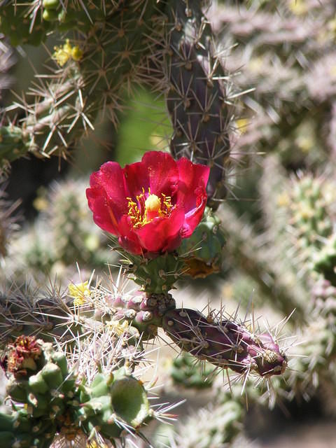 cactus in flower - Old Tucson Studios