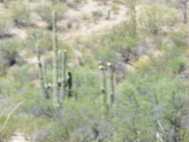 Saguaro NP, Tucson