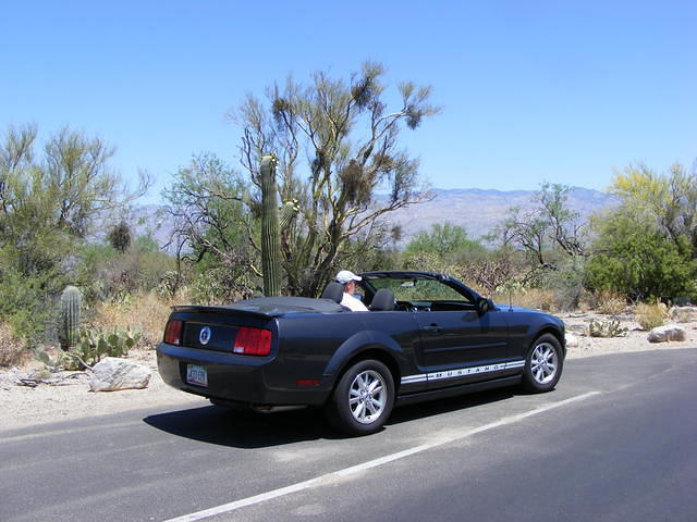 Mr Ed in Saguaro NP, Tucson