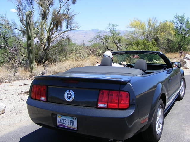 Mr Ed in Saguaro NP, Tucson