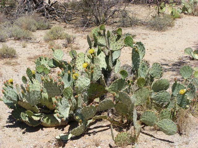 Saguaro NP, Tucson