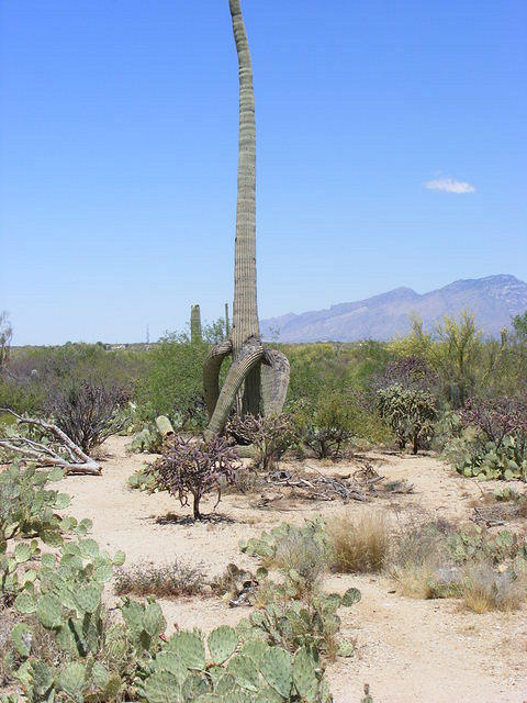 Saguaro NP, Tucson