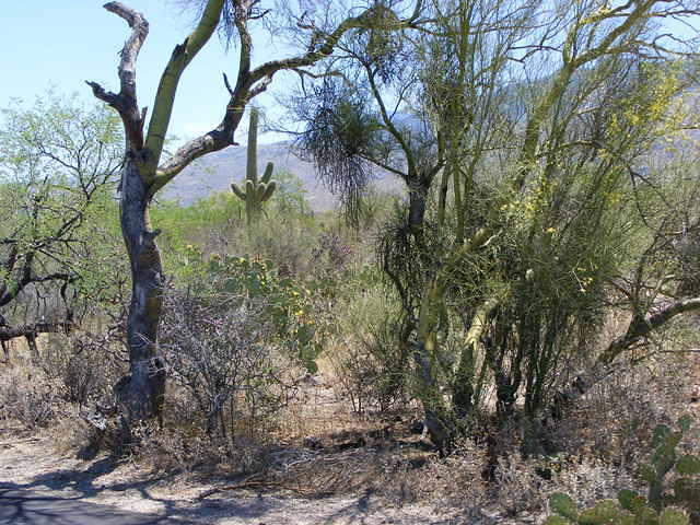 Saguaro NP, Tucson