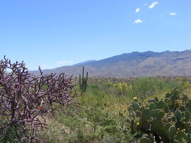 Saguaro NP, Tucson