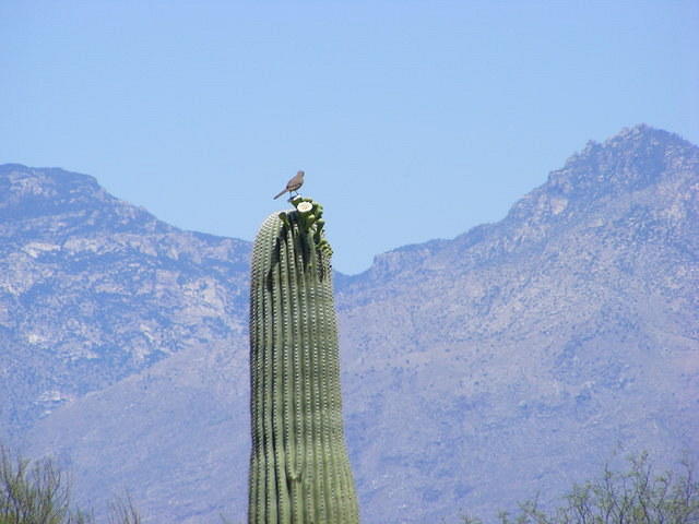 Saguaro NP, Tucson