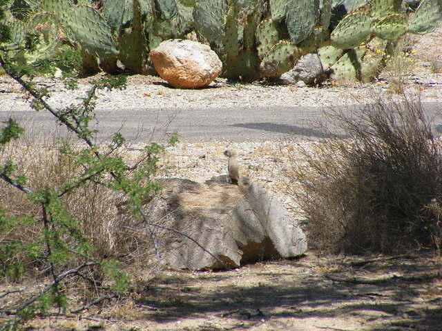 Saguaro NP, Tucson