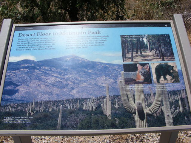 Saguaro NP, Tucson