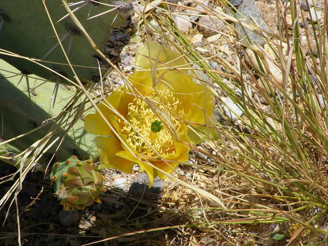 Saguaro NP, Tucson