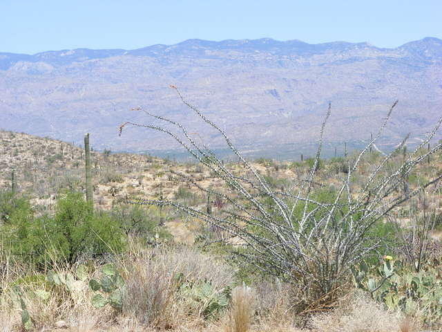 Saguaro NP, Tucson