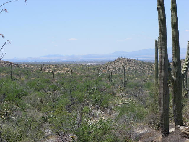 Saguaro NP, Tucson