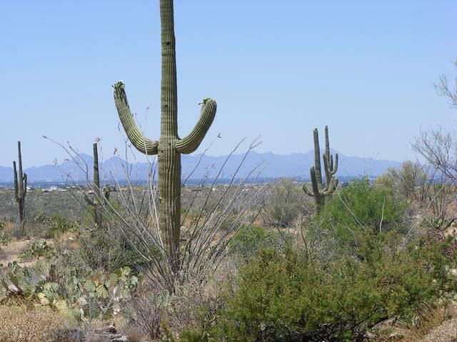 Saguaro NP, Tucson