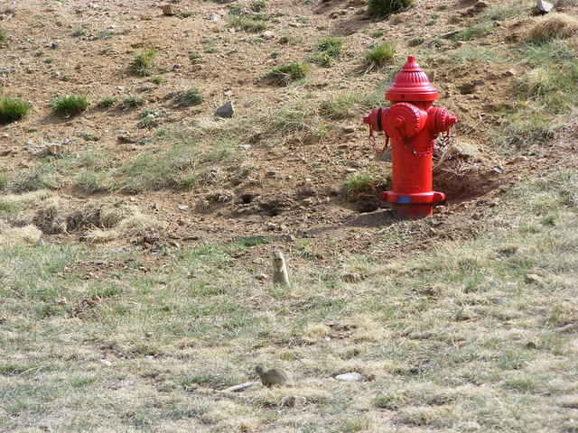 Estes Park Critter