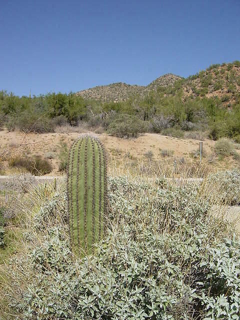 Arizona