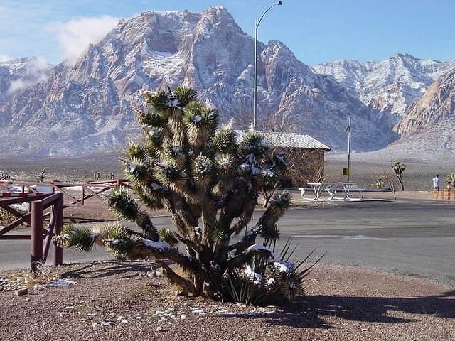 Joshua tree - Red Rock Canyon