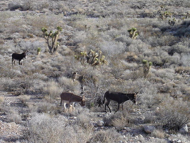 Burros - Red Rock canyon
