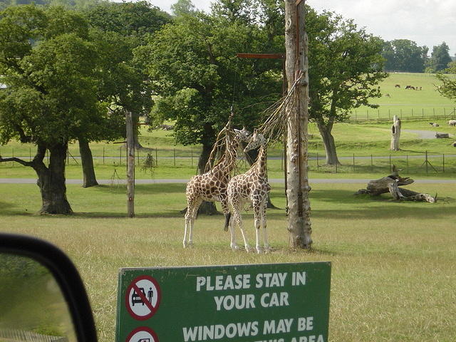 Longleat Safari Park