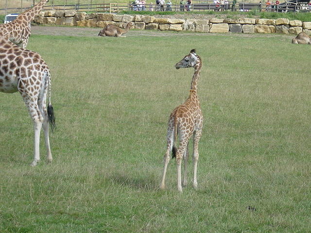 Longleat Safari Park