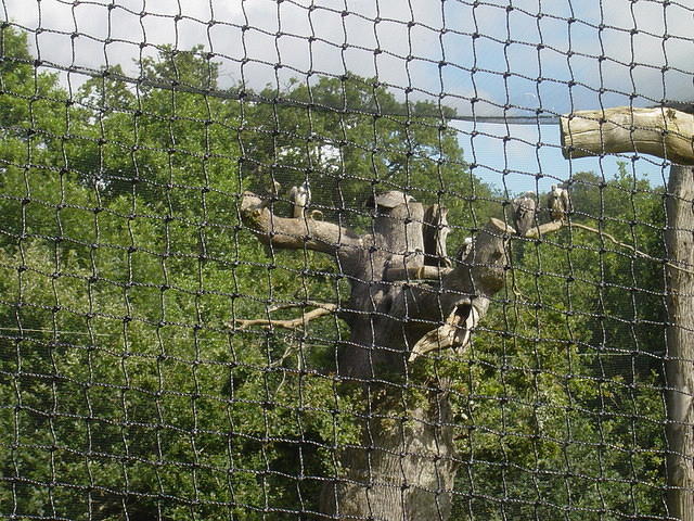 Longleat Safari Park