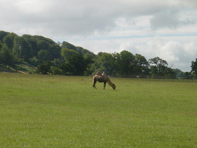 Longleat Safari Park