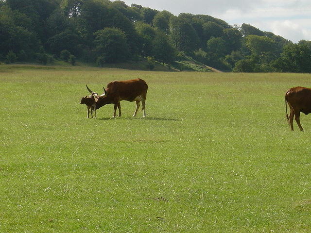 Longleat Safari Park