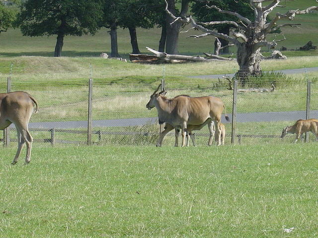 Longleat Safari Park