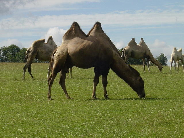 Longleat Safari Park