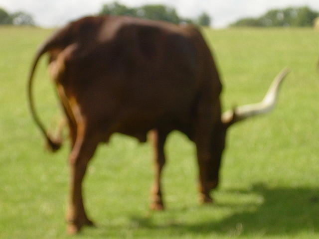 Longleat Safari Park