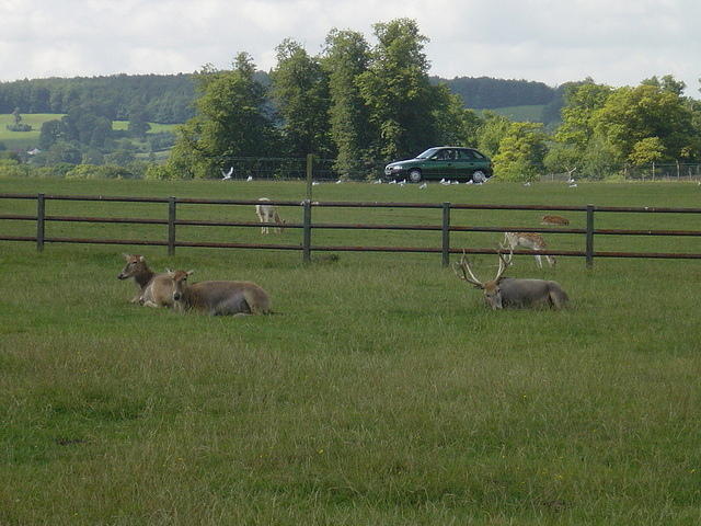 Longleat Safari Park