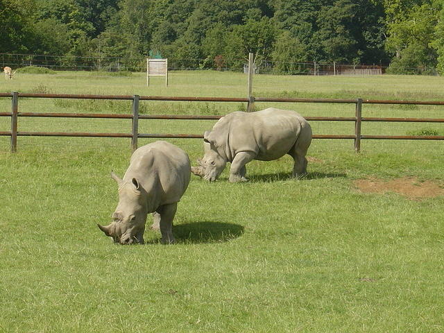 Longleat Safari Park