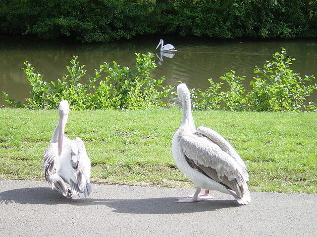 Longleat Safari Park