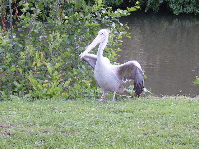 Longleat Safari Park