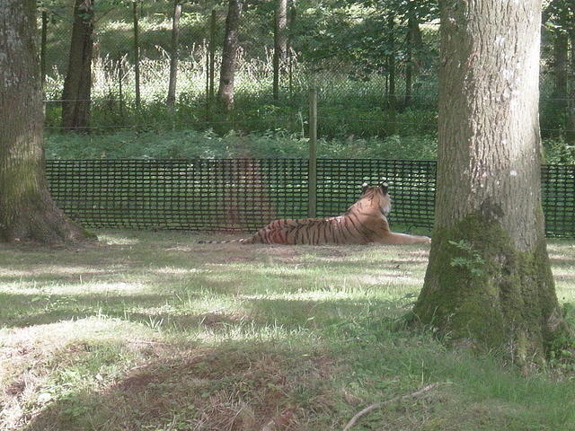 Longleat Safari Park