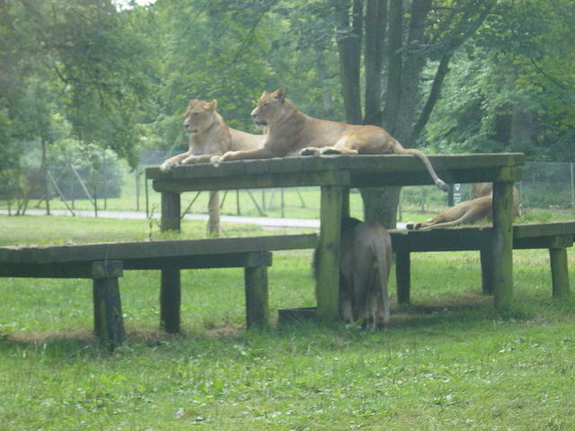 Longleat Safari Park