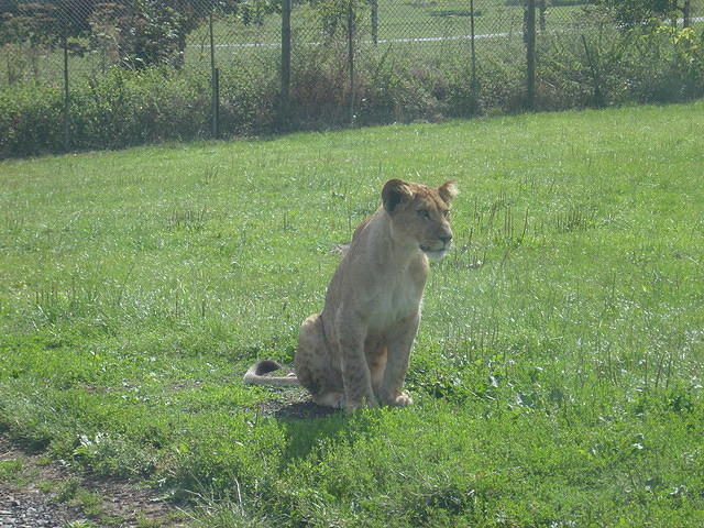 Longleat Safari Park