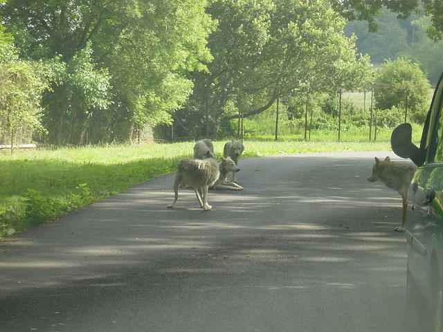 Longleat Safari Park