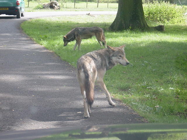 Longleat Safari Park