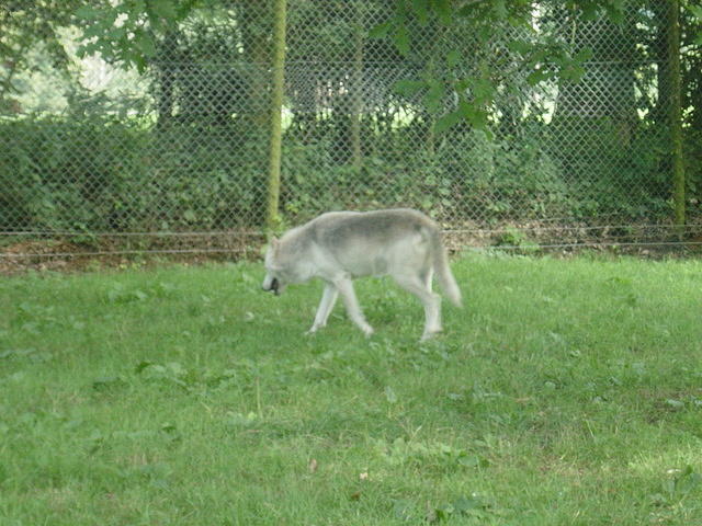 Longleat Safari Park