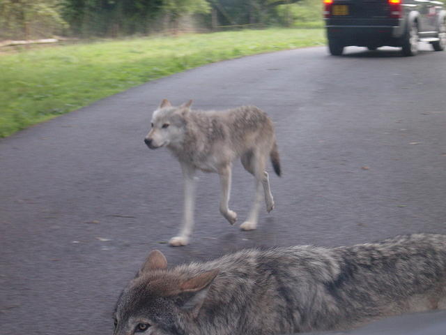 Longleat Safari Park