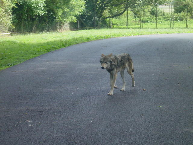 Longleat Safari Park